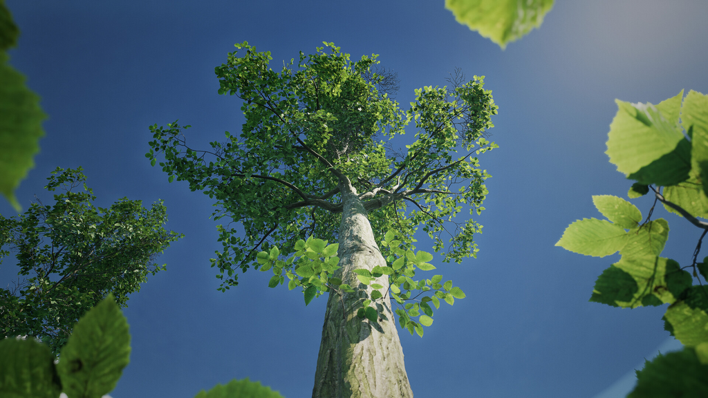 Looking up at a tree against a clear blue sky
