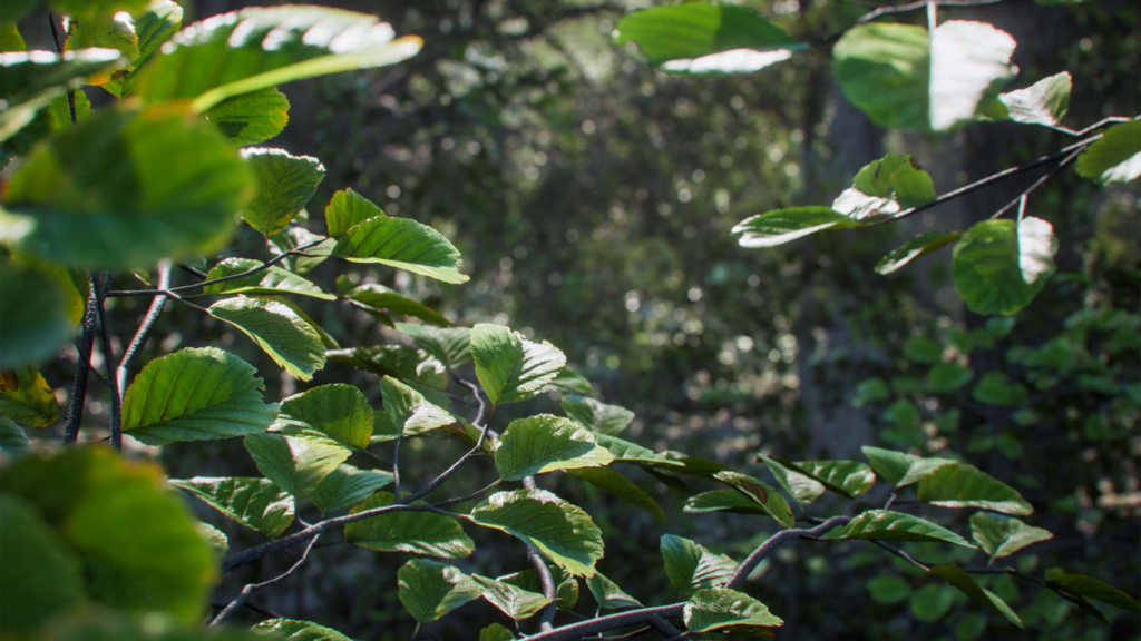 close up of tree leaves