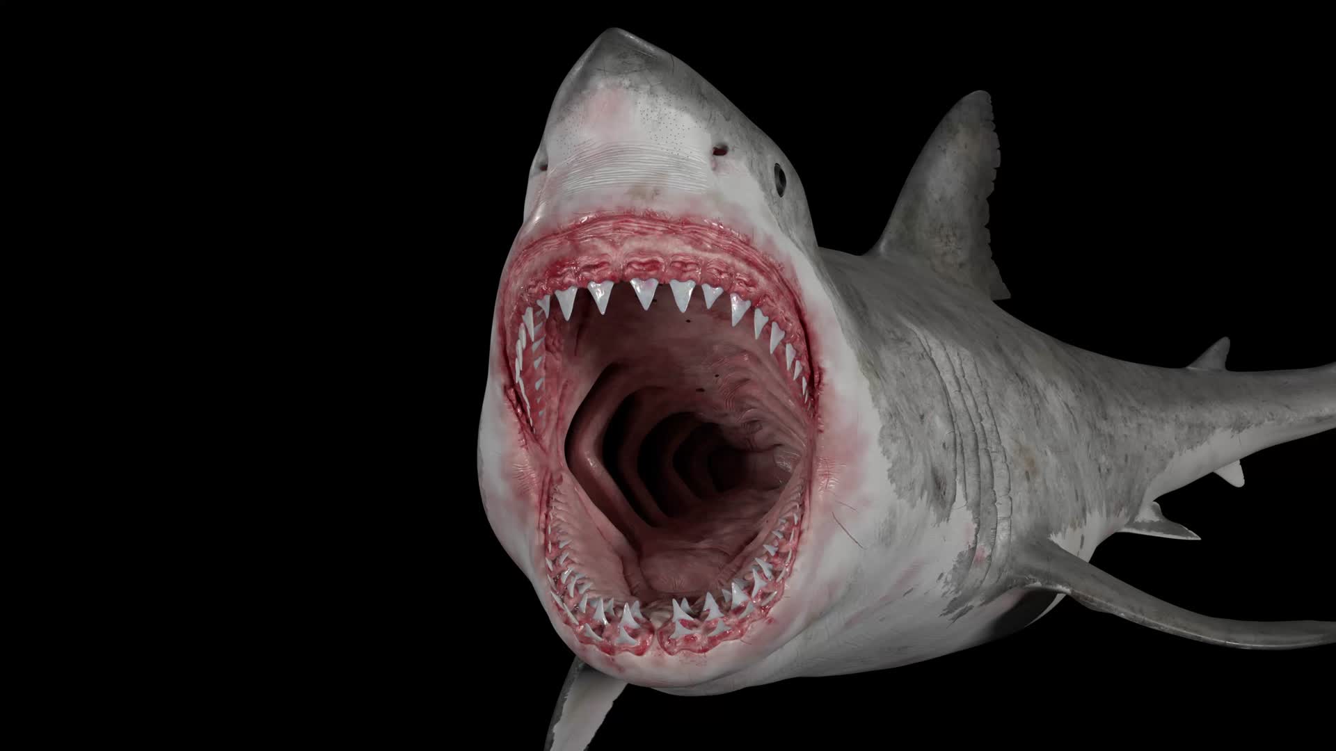 ArtStation - Great white shark - Blender