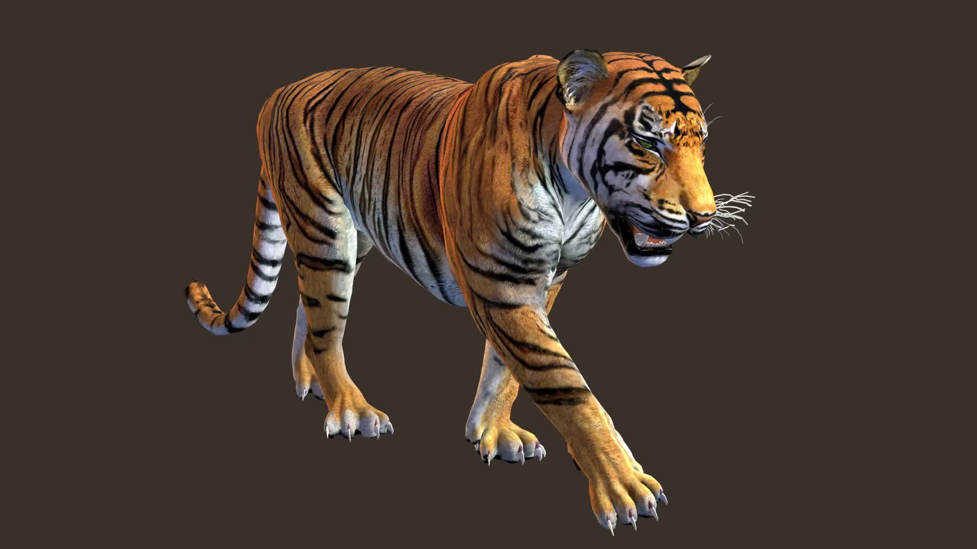 CG Bengal Tiger Animation 