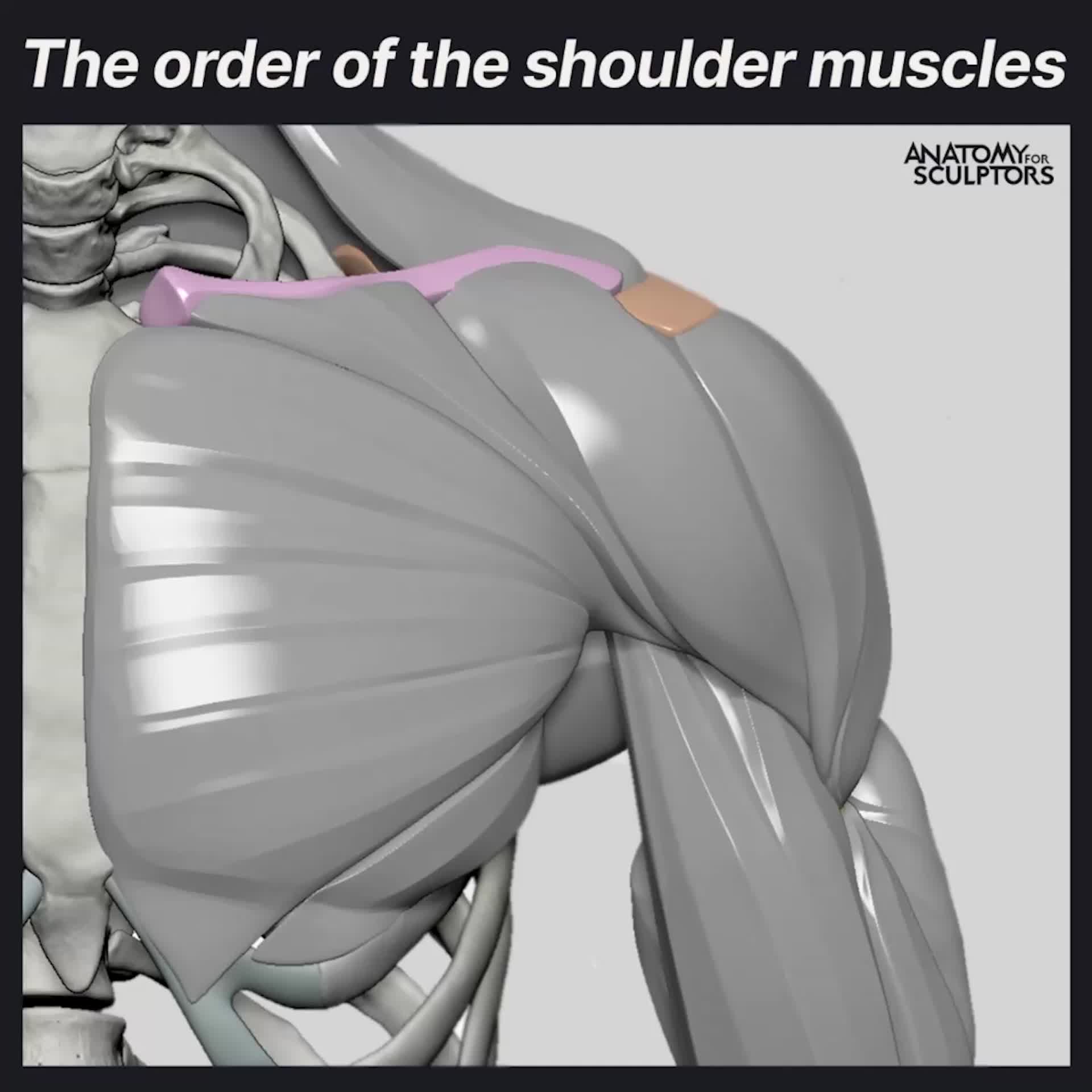 ArtStation - Shoulder muscles