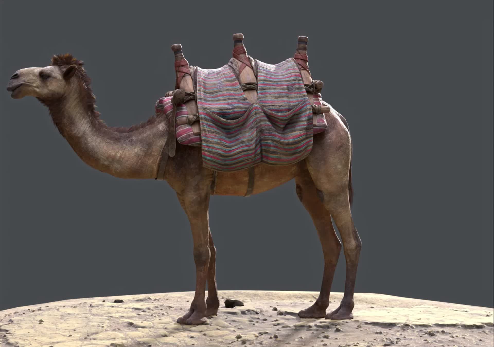 ArtStation - Camel