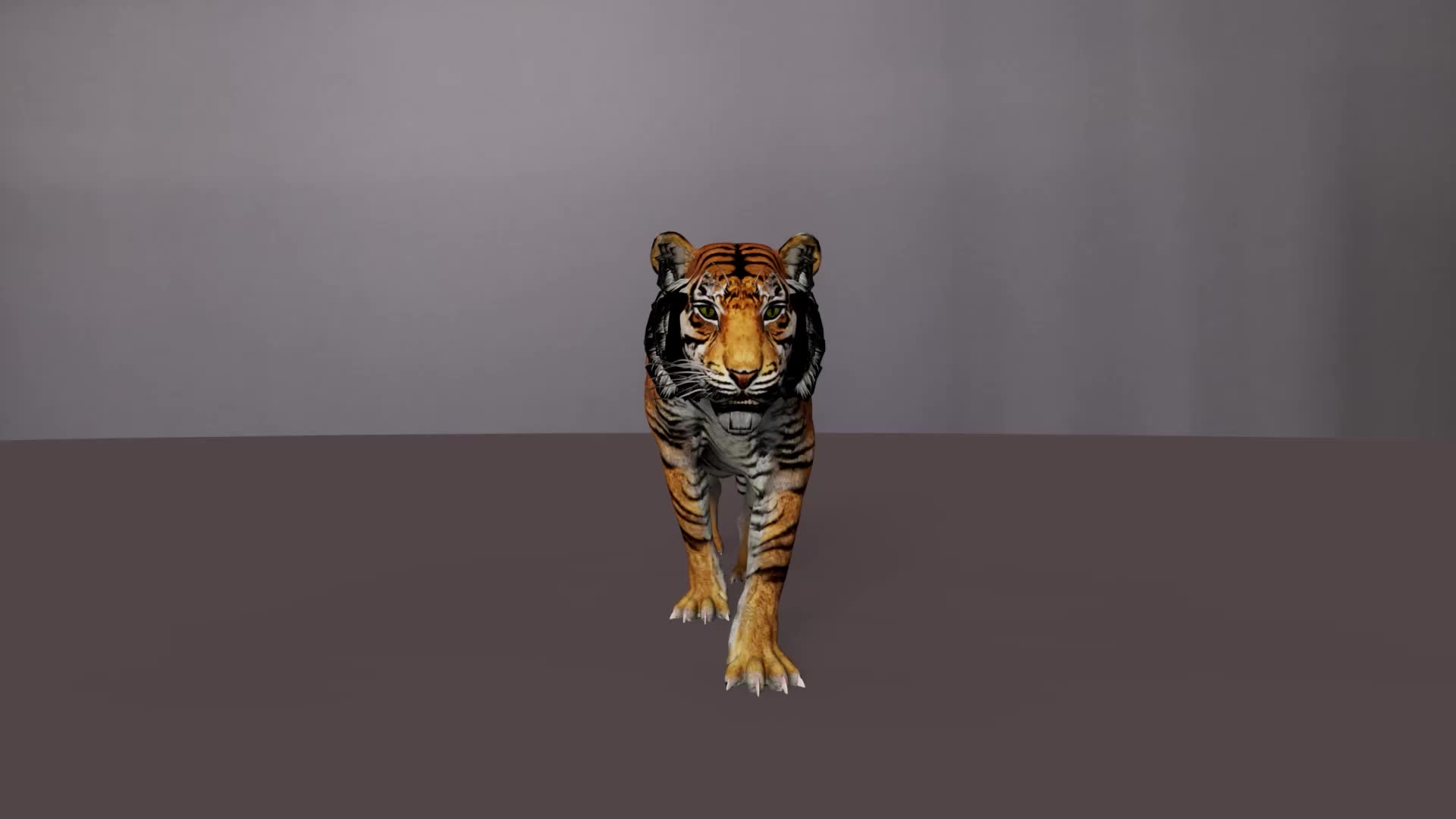 ArtStation - Tiger Animated 3d Model