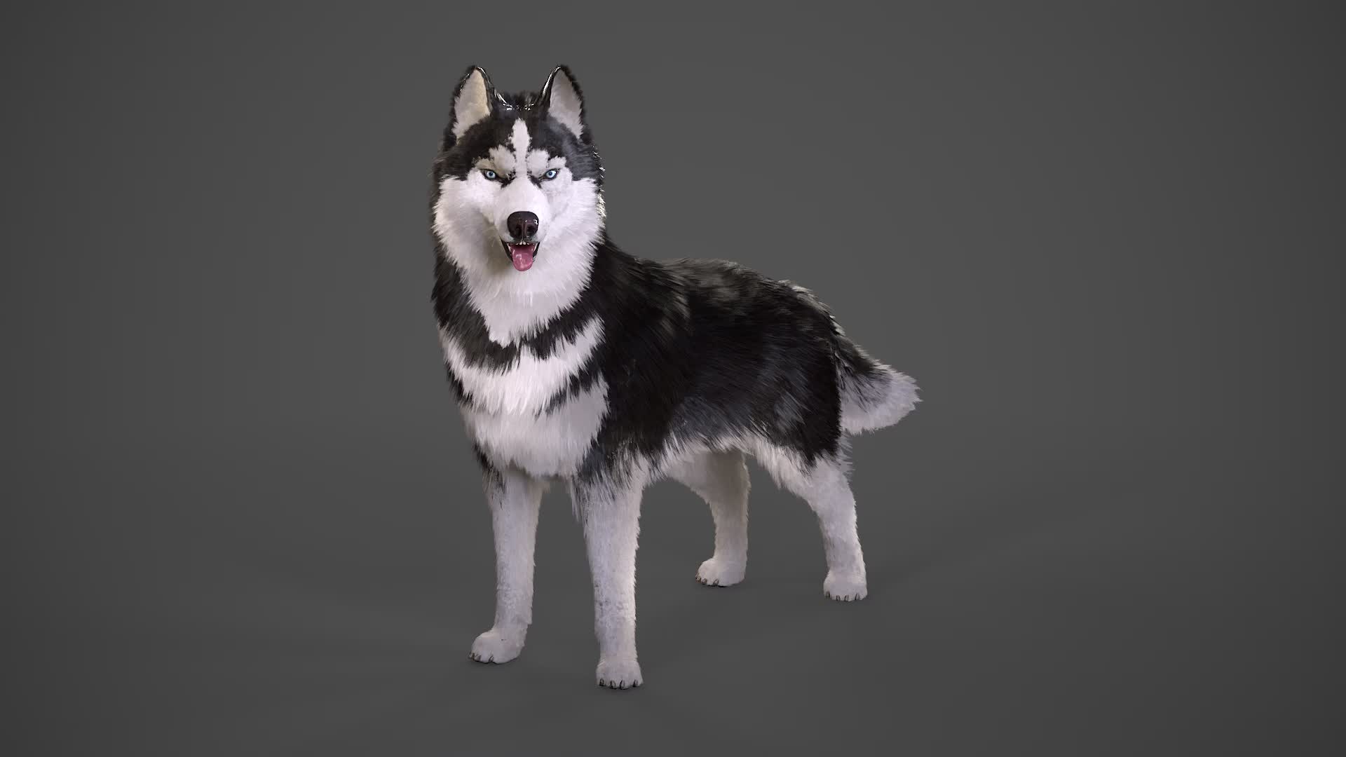 ArtStation - Husky