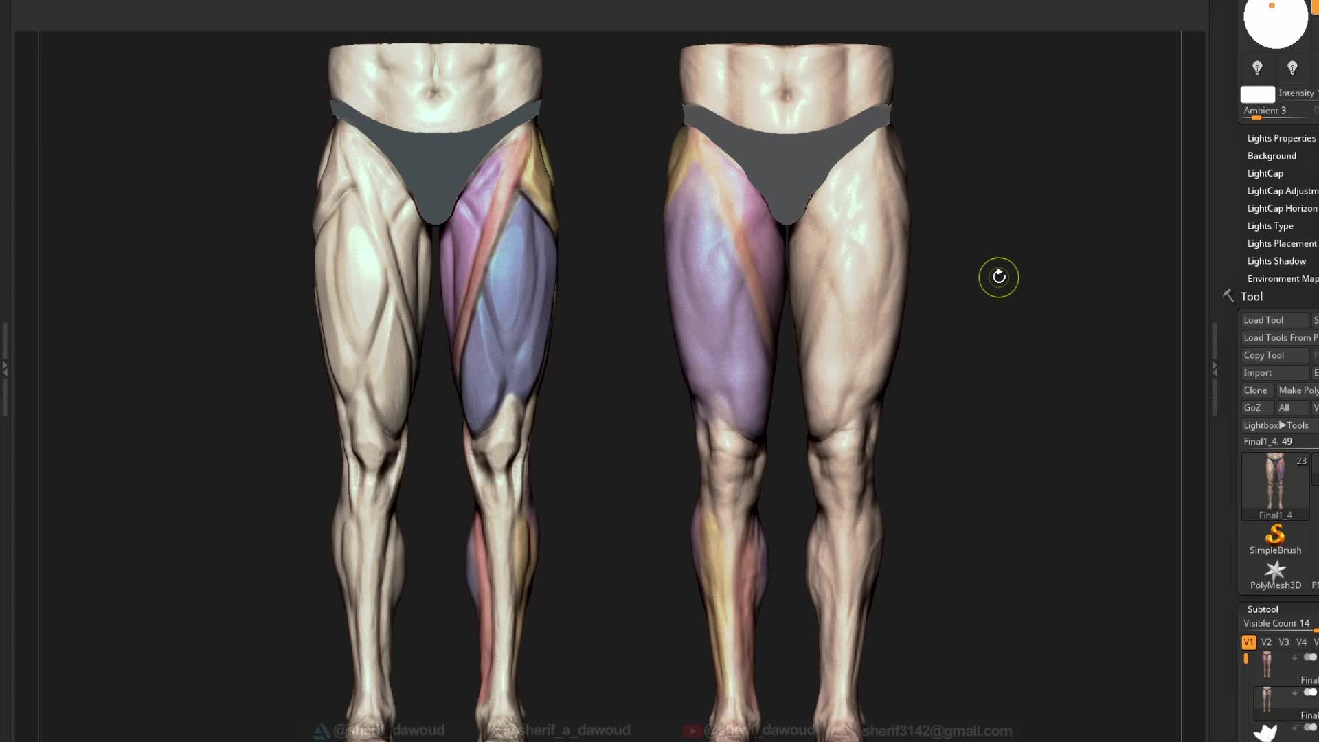 Leg Anatomy Images