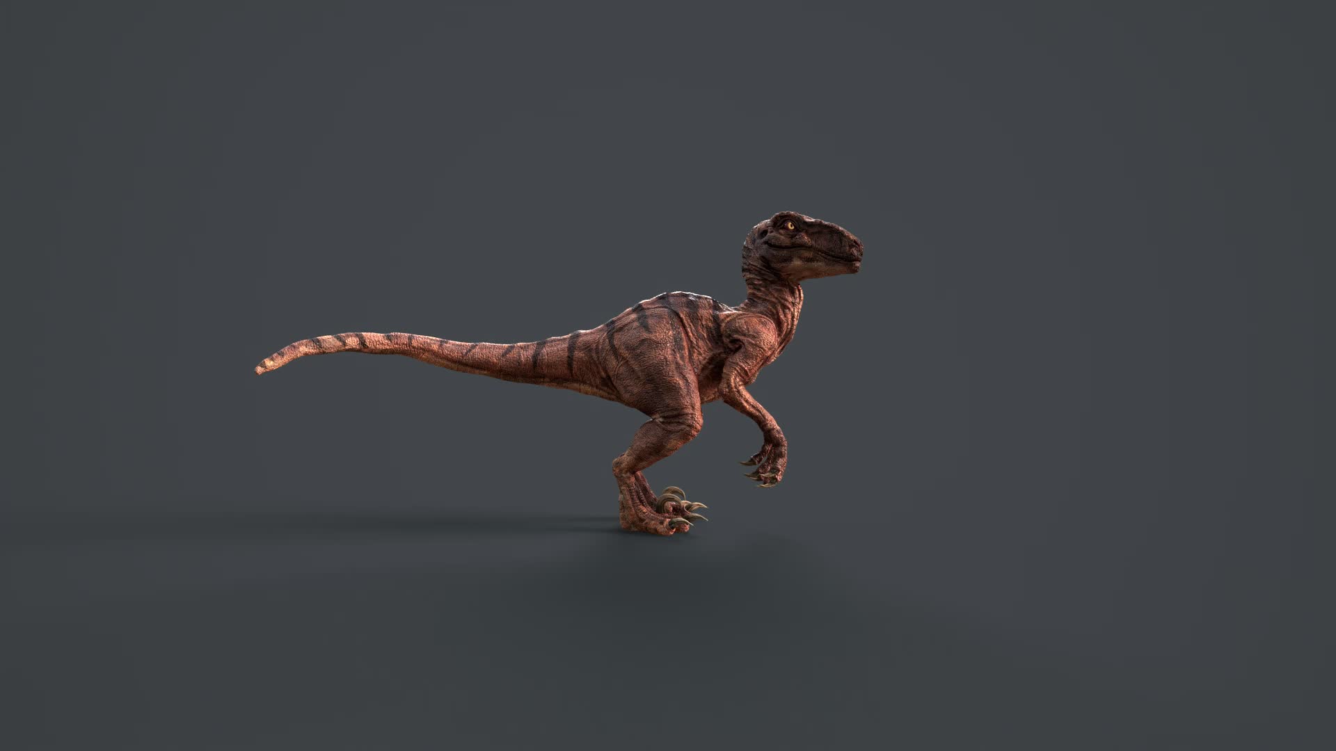 ArtStation - Veloraptor, image size:1920x1080